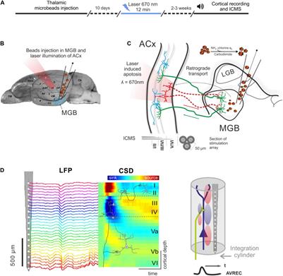 Laser-Induced Apoptosis of Corticothalamic Neurons in Layer VI of Auditory Cortex Impact on Cortical Frequency Processing